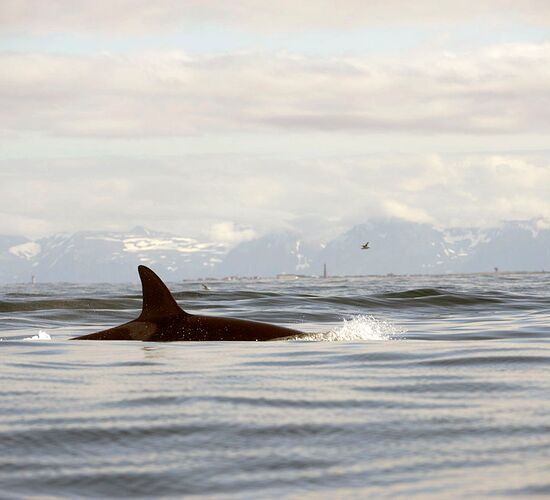 Whales and Northern Lights in the Lyngen Alps
