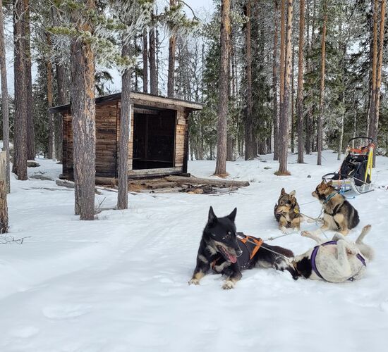 Husky tour in the Swedish taiga © korpkullen huskies