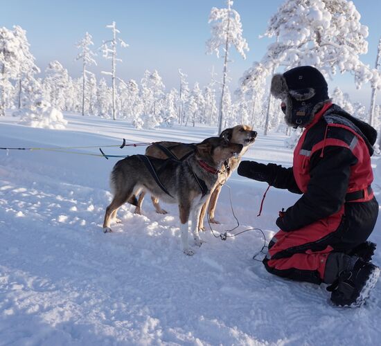Christmas time with northern lights and huskies