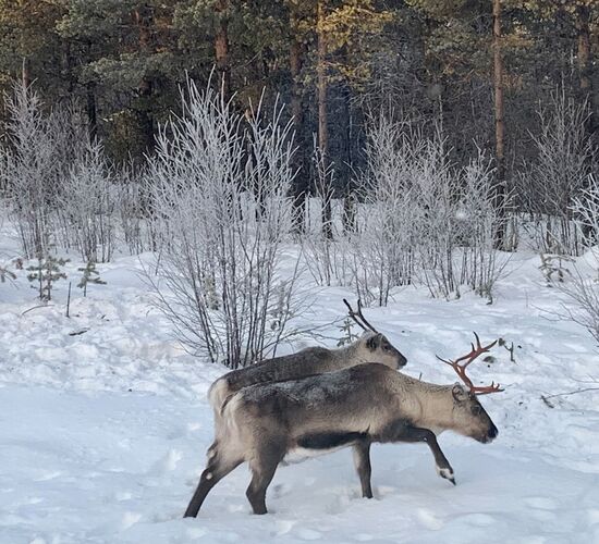 Winter Week in the North of Sweden © Huskycamp Nayeli