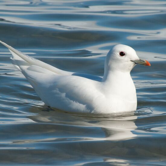 Arktischer Ozean - Jan Mayen, Eisrand, Spitzbergen, Vogelbeobachtung