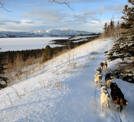 Wilderness tour with huskies in the Yukon © cathers