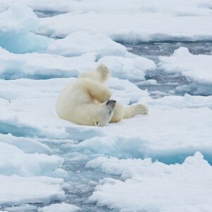 Entdeckerreise nach Nordspitzbergen - Eisbär-Special