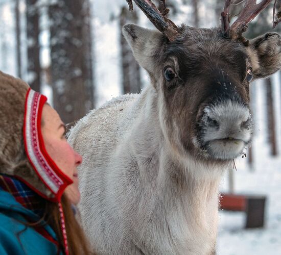 Weihnachts- und Silvesterspezial mit Huskys und Rentieren © frosty trails