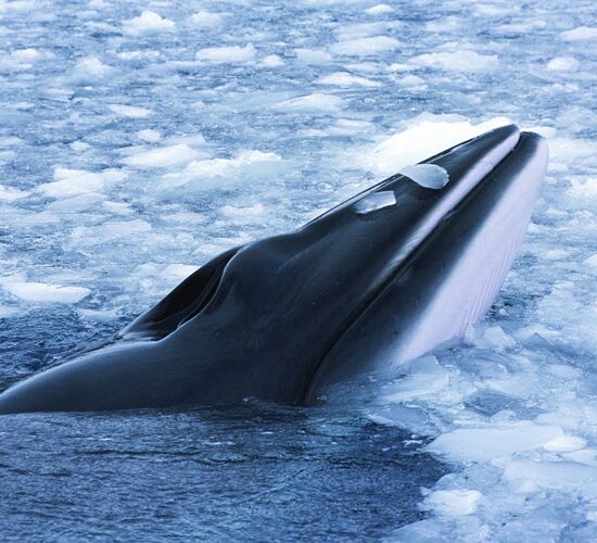 North Spitsbergen Expedition © Nordspitzbergen