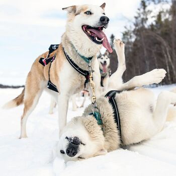 Huskywochenende in Lappland