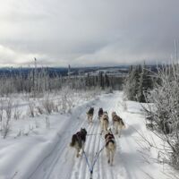 © arctic dog adventure co
