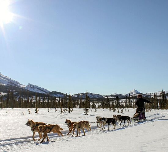 Brooks Range Husky Expedition © alaska winter adventures