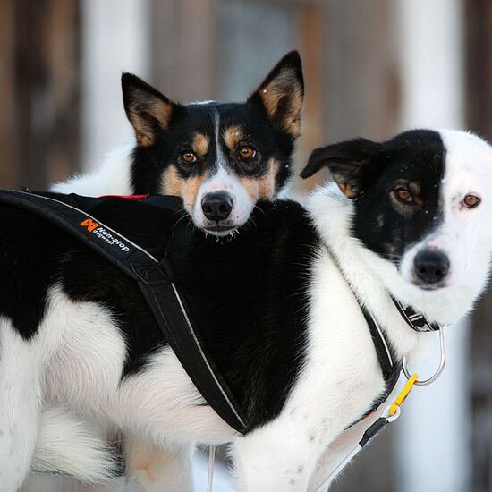 Kompaktes Winterabenteuer mit Huskys