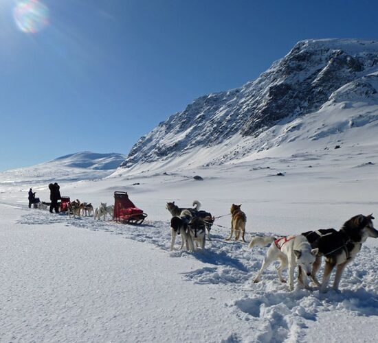 Weihnachts- und Silvesterspezial mit Huskys und Rentieren © frosty trails