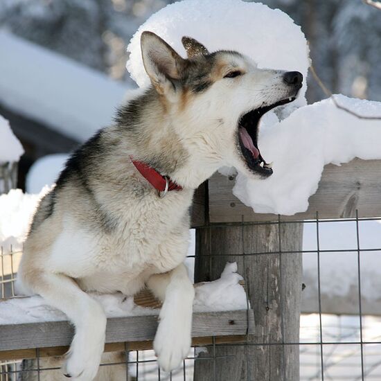 Comfortable Husky Holiday in Finland