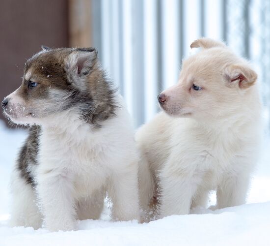 2 Tages Huskytour in Alta