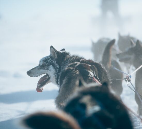 Huskytour für Fortgeschrittene © holmenhundecenter