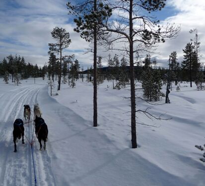 Personal dog sled tour in Sweden © Helags Huskys