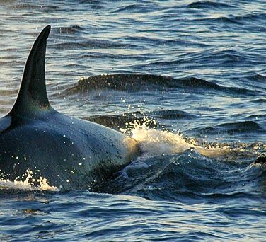 Svalbard In Depth - Land, Sea and Ice © ultimate greenland adventure