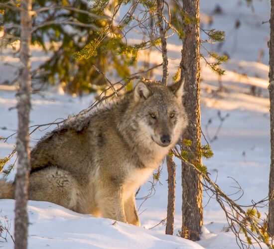 Family Christmas Holidays in Southern Lapland © hikesntrails
