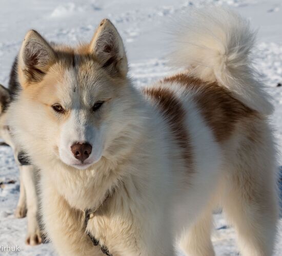 Greenland Dog Sledding Expedition © huskytour groenland greenland