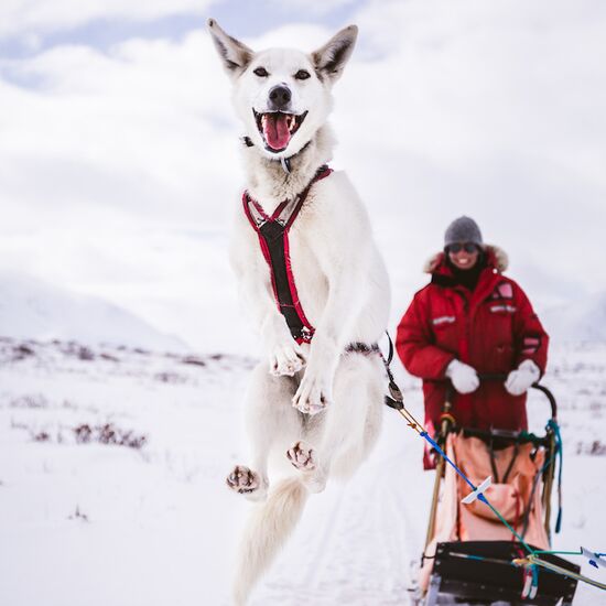 Husky Adventure Tour