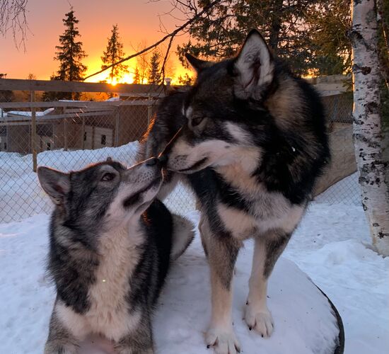Winterwoche in Nordschweden