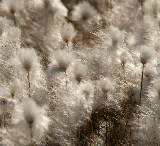 Nordostgrönland Extrem - Aurora Borealis & lange Wanderungen © Grönland
