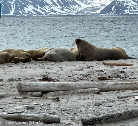 Segelreise Spitzbergen: Mit dem Segelboot zu den Eisbären © Sail & Explore Svalbard