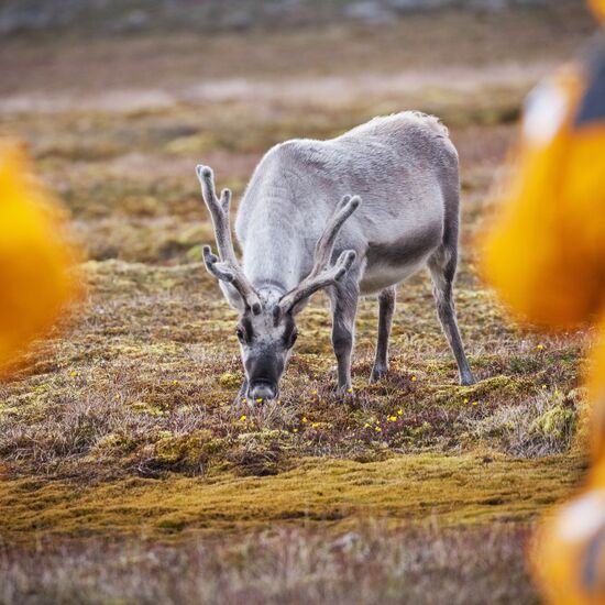 Drei arktische Inseln: Island, Grönland, Spitzbergen