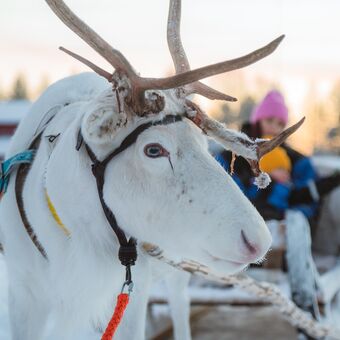 © apukka resort