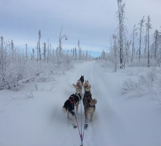 Husky-Abenteuer mit Zeltübernachtung © arctic dog adventure co