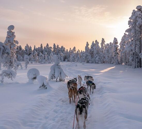 Weihnachts- und Silvesterspezial mit Huskys und Rentieren © frosty trails