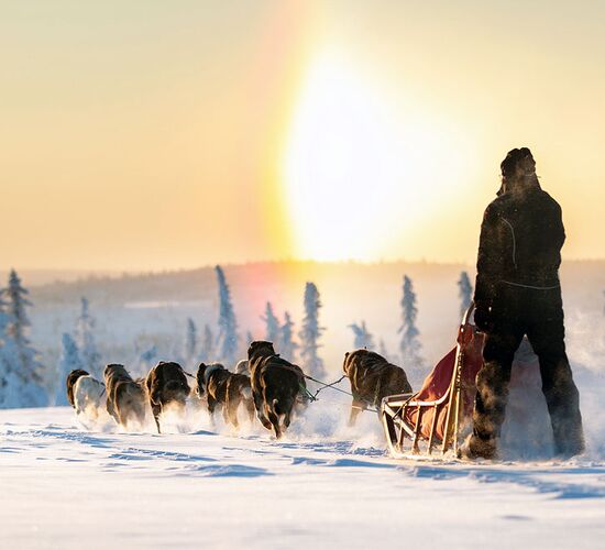 Winter week on a dogsled © taikuri
