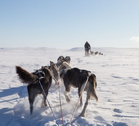 2 Day Husky Experience in Alta © holmenhundecenter