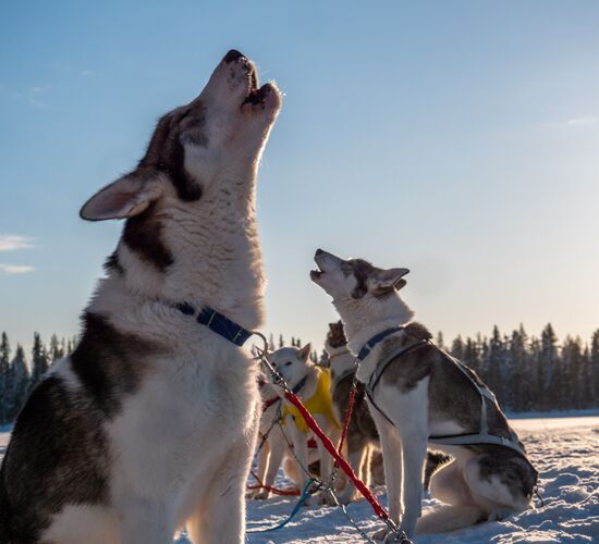 Privater Winterurlaub in Schweden © 2023 24