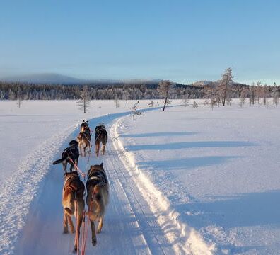 Lapplands Wildnis mit dem eigenen Hundeschlitten © huskykompaniet