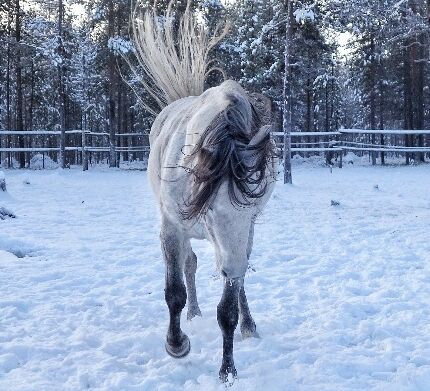 Anspruchsvolles Reiterabenteuer in Lappland © wilderness huskies siperia