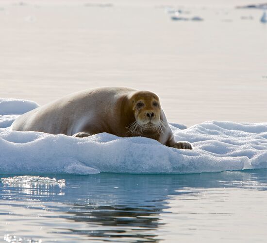 Spitzbergen – Nordostgrönland, Fliegen & Segeln © Arctic Summer