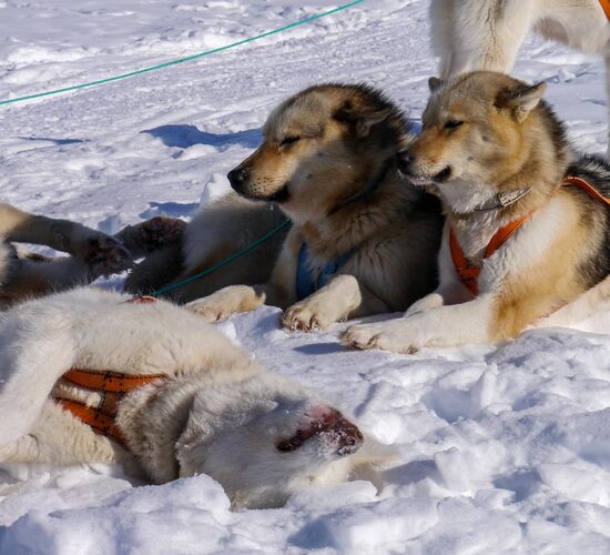 Greenland Dog Sledding Expedition © huskytour groenland greenland
