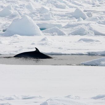 © Nordspitzbergen