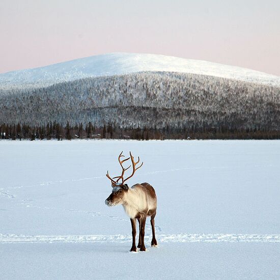 Comfortable Getaway in Lapland