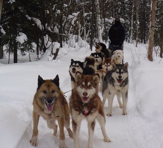 Alaskan Malamute Abenteuer in Alaska © firewalkerkennel