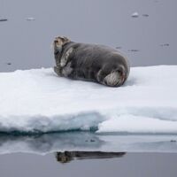 © svalbard scotland circumnavigation and odysse