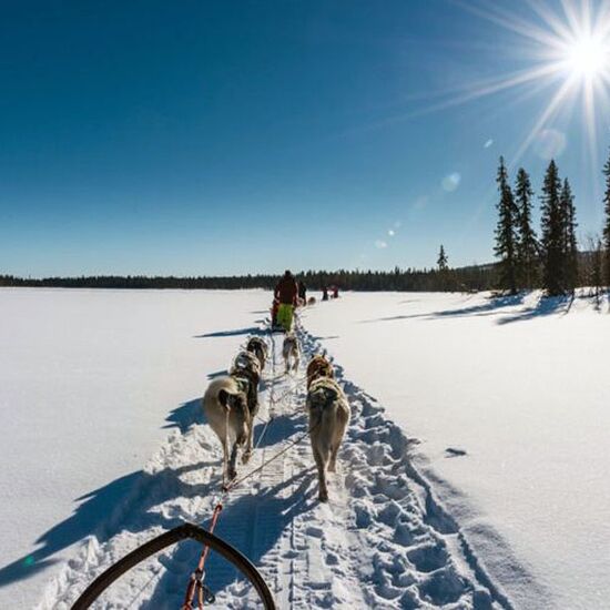 Fantastic Huskytour into the Swedish mountains