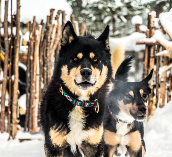 Huskywoche in Nordfinnland © nomadic