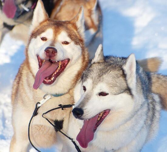 Husky holidays in Sweden's wilderness © nordic husky farm