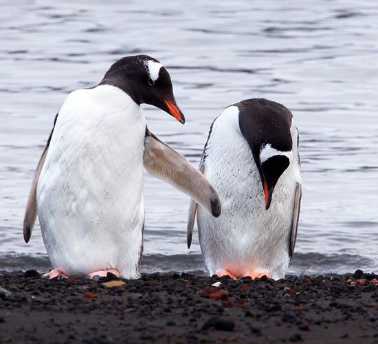 Adventure Antarctic: Expedition to the Falkland Islands, South Georgia and Antarctica