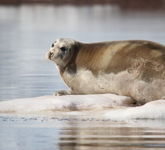 Entdeckerreise nach Nordspitzbergen - Eisbär-Special © Nordspitzbergen