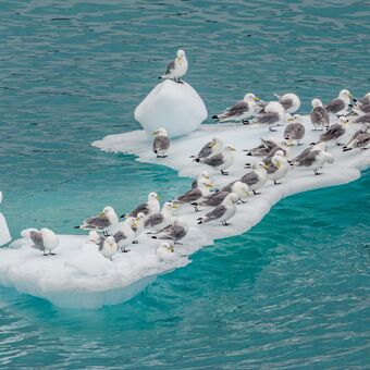 © greenland from iceland