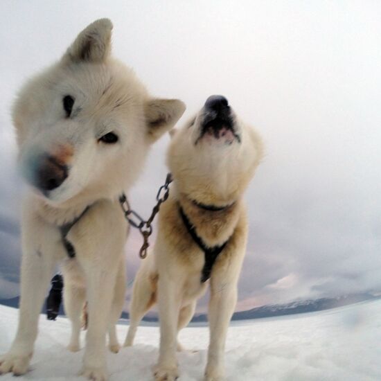 Winter Weekend with Huskies and Northern Lights