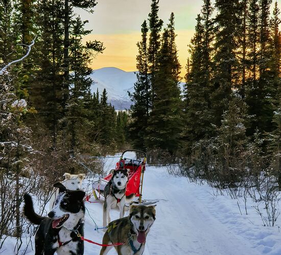 Schlittenhundetour im traumhaften Yukon © Kristina Kapusnakova