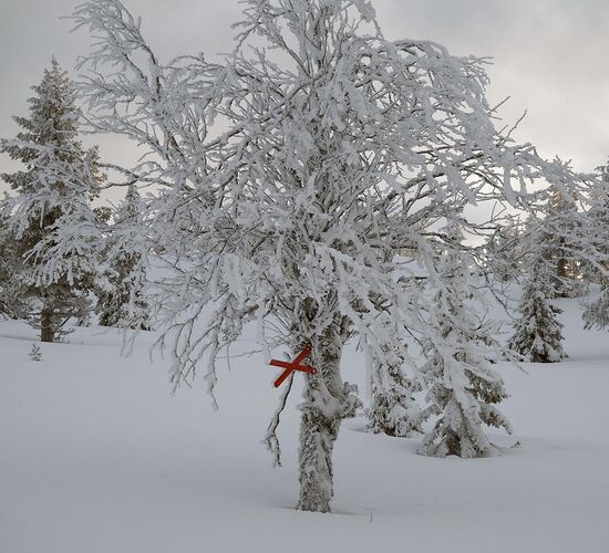 Winterwoche mit Huskys in atemberaubender Natur © whitehorizon