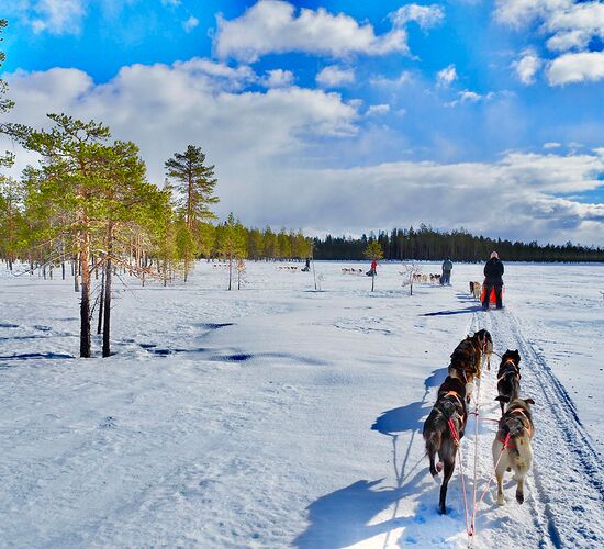 Winterwoche mit Huskys in atemberaubender Natur © whitehorizon